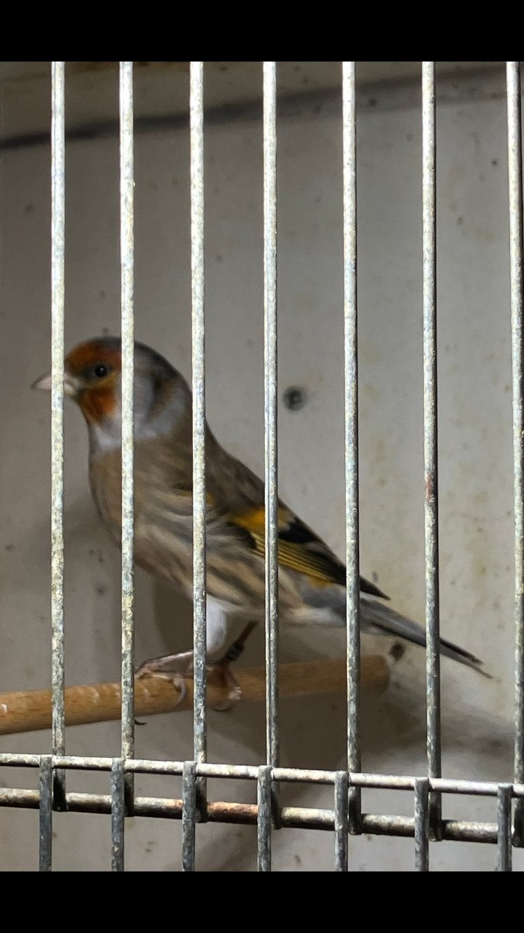Bastaard major putter, Dieren en Toebehoren, Vogels | Overige Vogels, Mannelijk, Wildzangvogel, Geringd