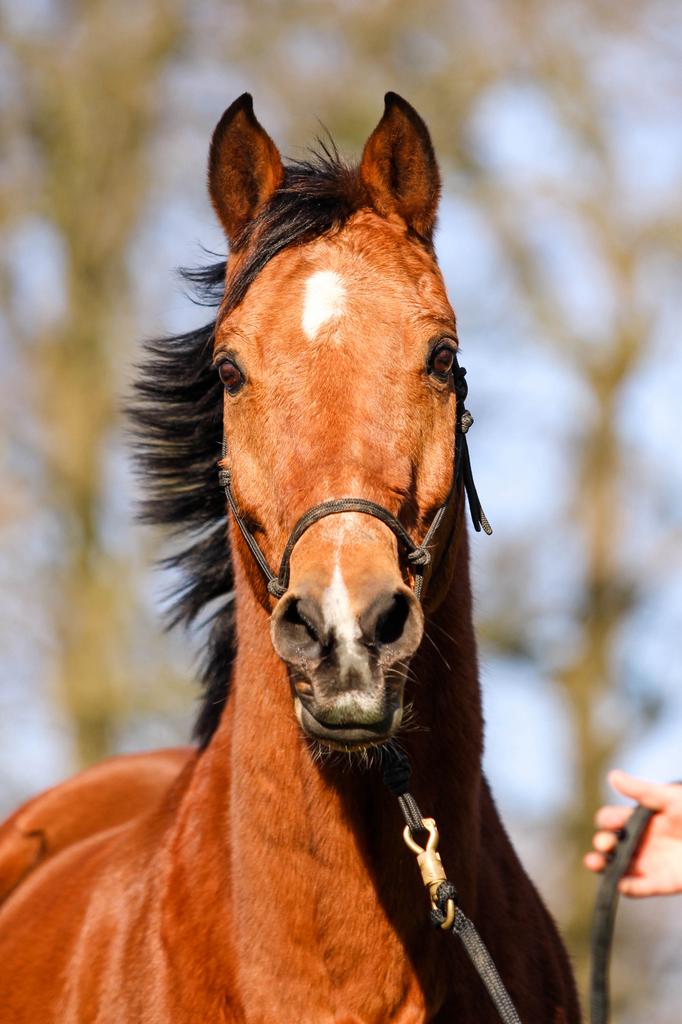 Verzorger gepensioneerd paard gezocht Leusden, Ophalen
