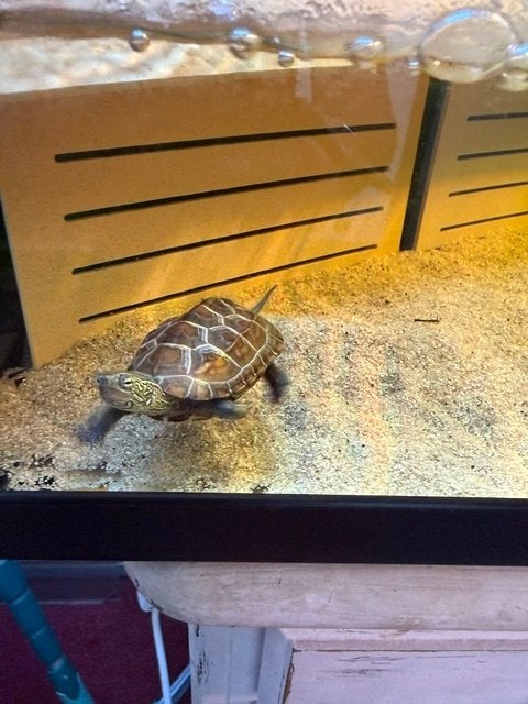 Chinese Driekielschildpad incl. Tortium & toebehoren (ZGAN), Dieren en Toebehoren, Ophalen, Zo goed als nieuw