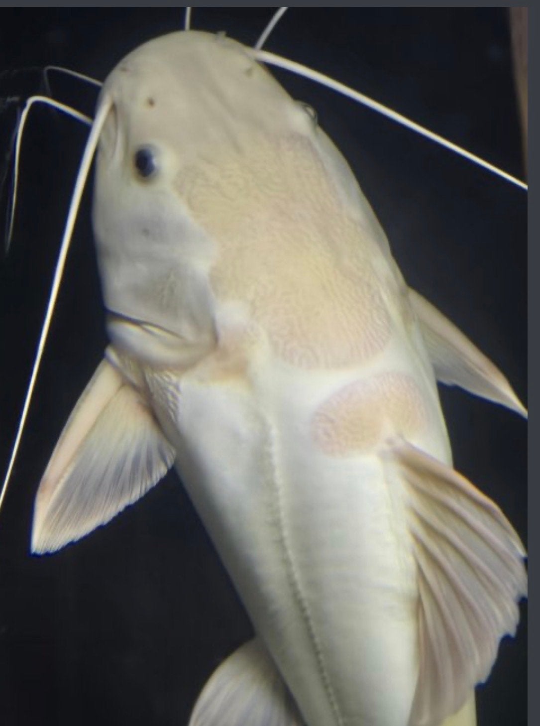 Red tail catfish  (gold)