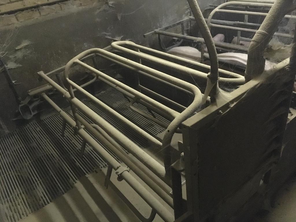 Kraamhok varkens stal