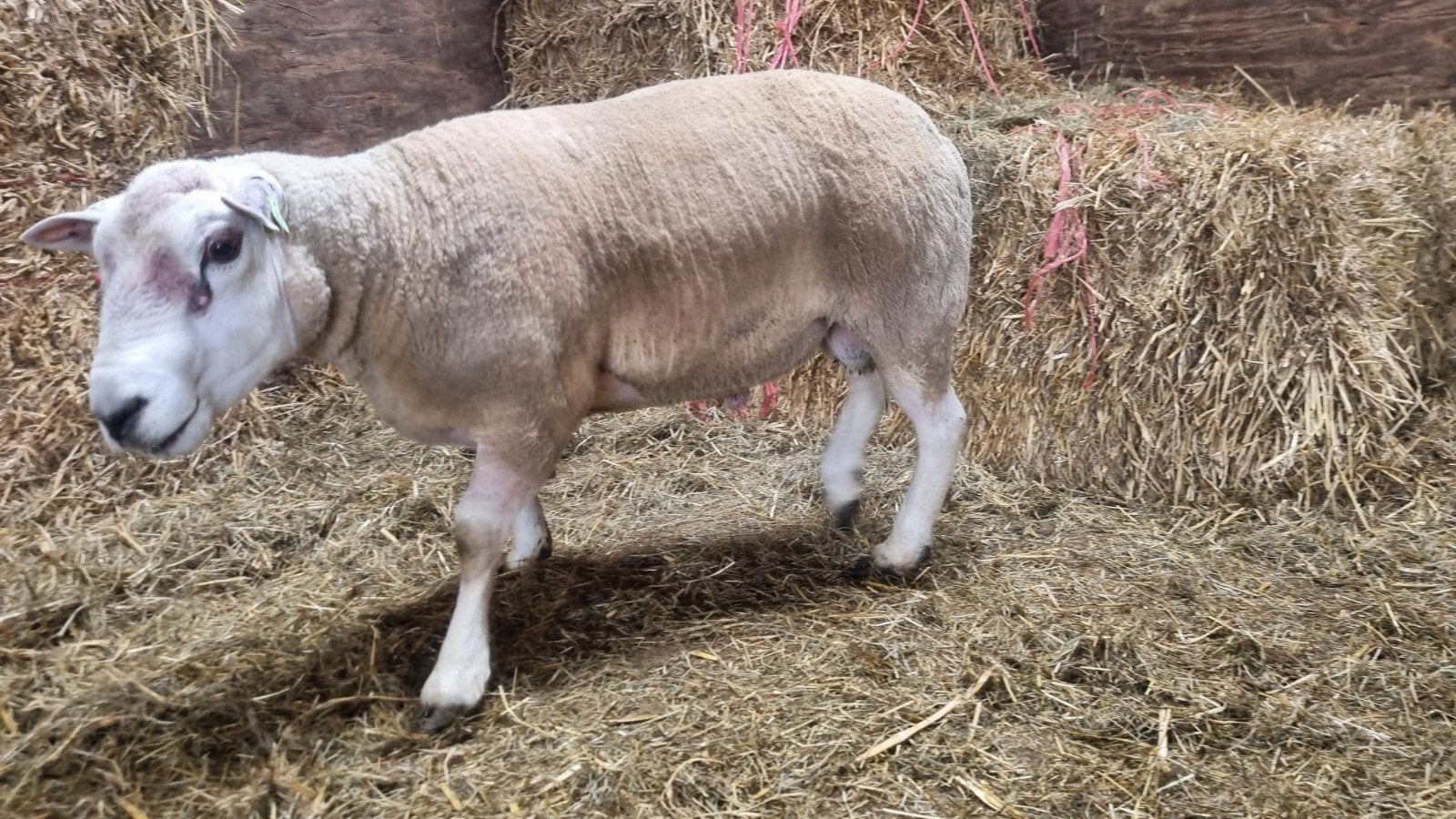 Zoekram (gesteriliseerde ram), Mannelijk, Schaap, 0 tot 2 jaar