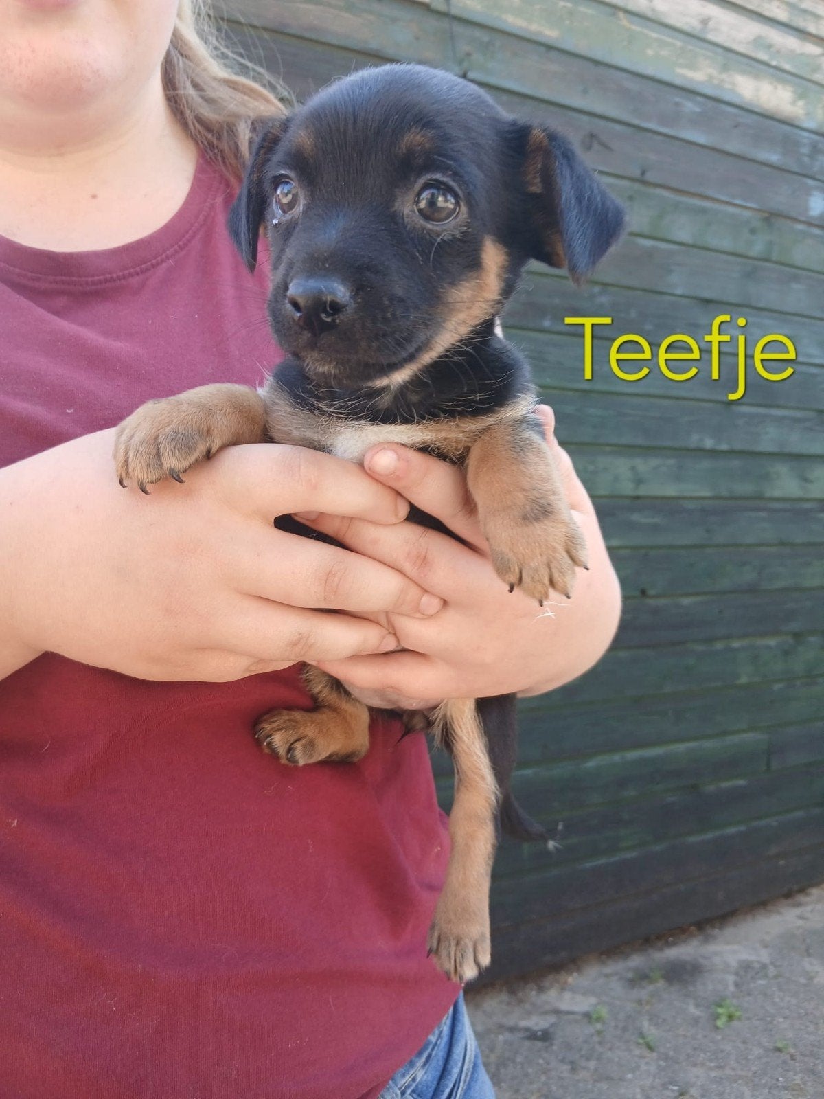 5  mooie jack russel pups te koop, Jack Russell Terriër, 8 tot 15 weken, Parvo, Meerdere