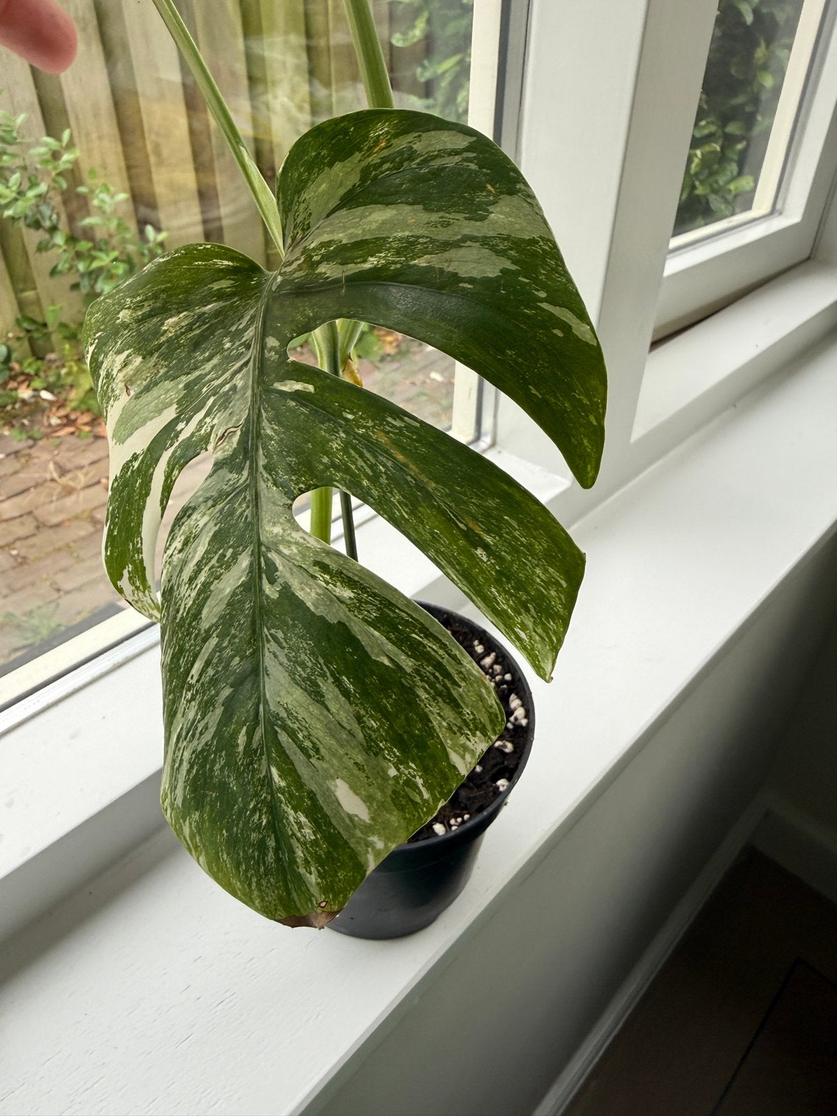 Monstera Variegata - Geworteld en Groeiend, Vaste plant, Bloeit niet, Halfschaduw, Ophalen