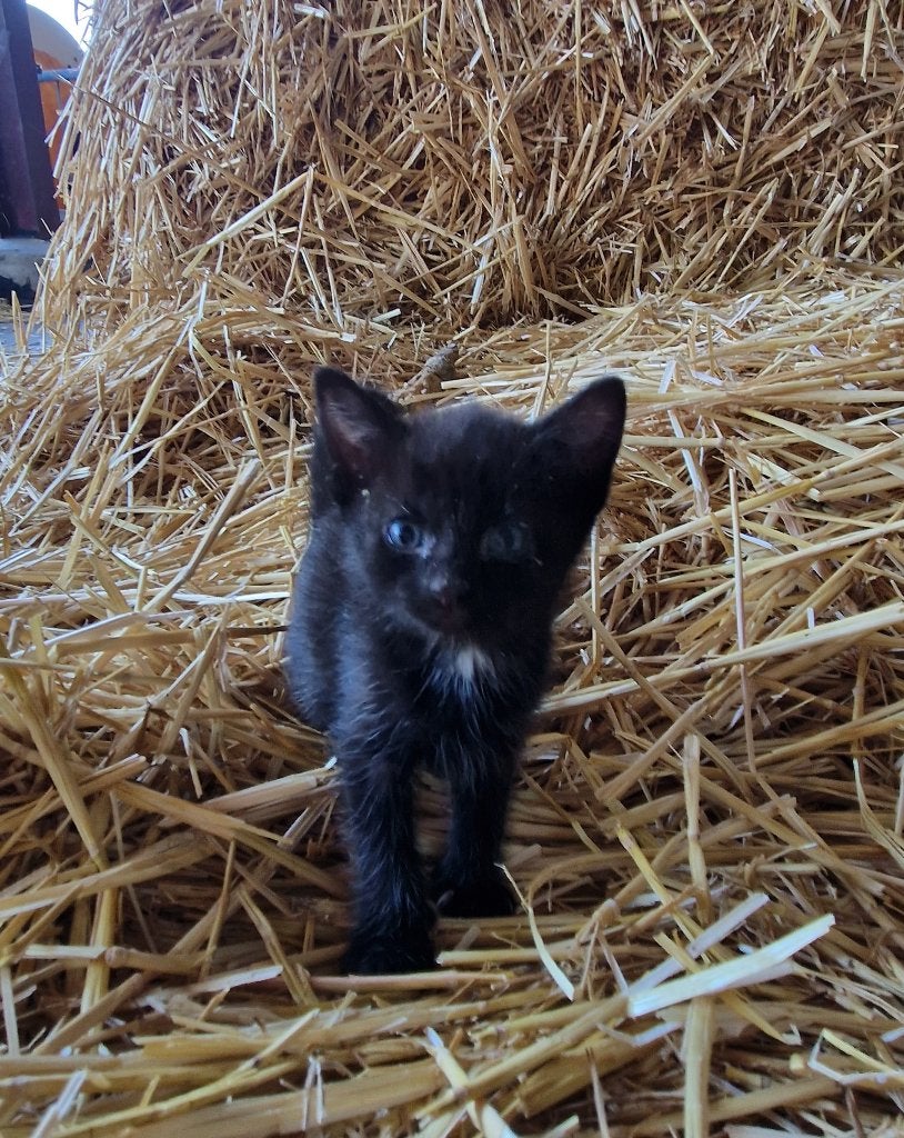 kittens, Poes, Ontwormd, 0 tot 2 jaar