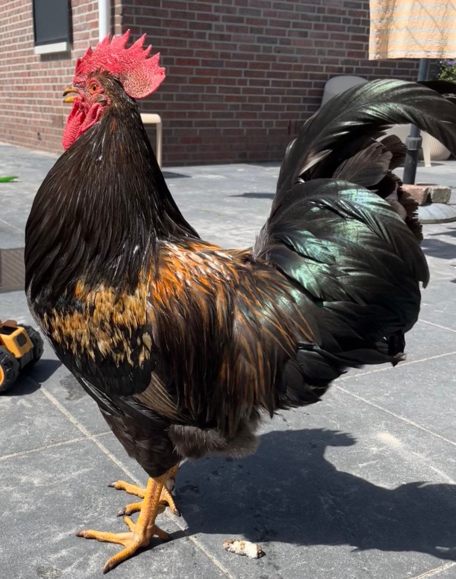 Welsumer haan, Dieren en Toebehoren, Pluimvee, Mannelijk, Kip