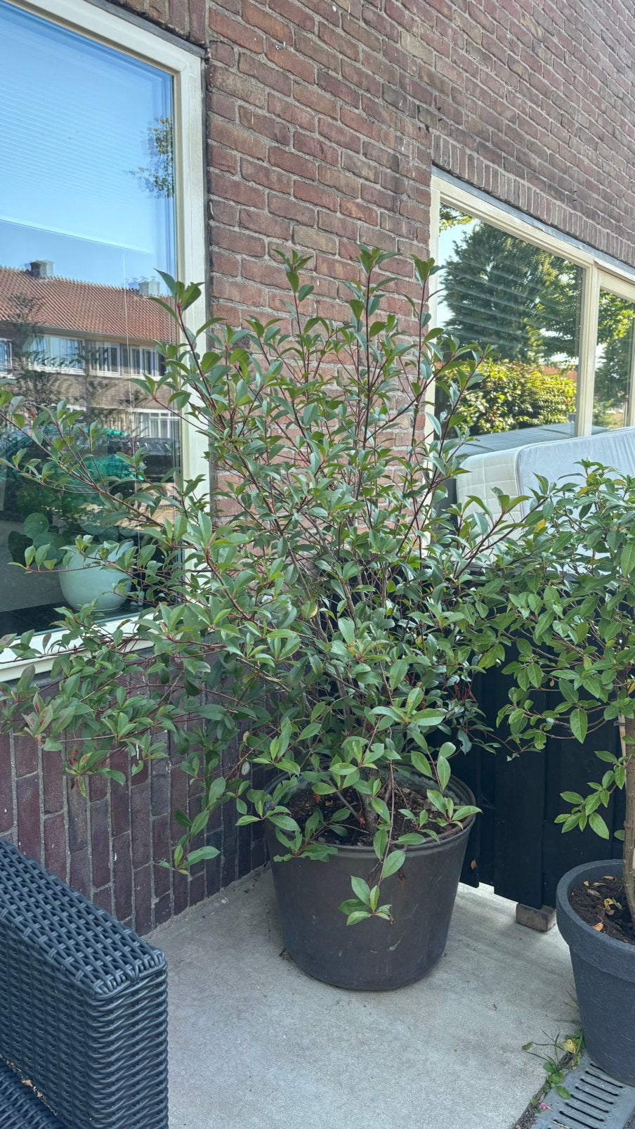 Tuin boom plant Glansmispel, Tuin en Terras, Planten | Bomen, Ophalen, Halfschaduw, Overige soorten, Lente