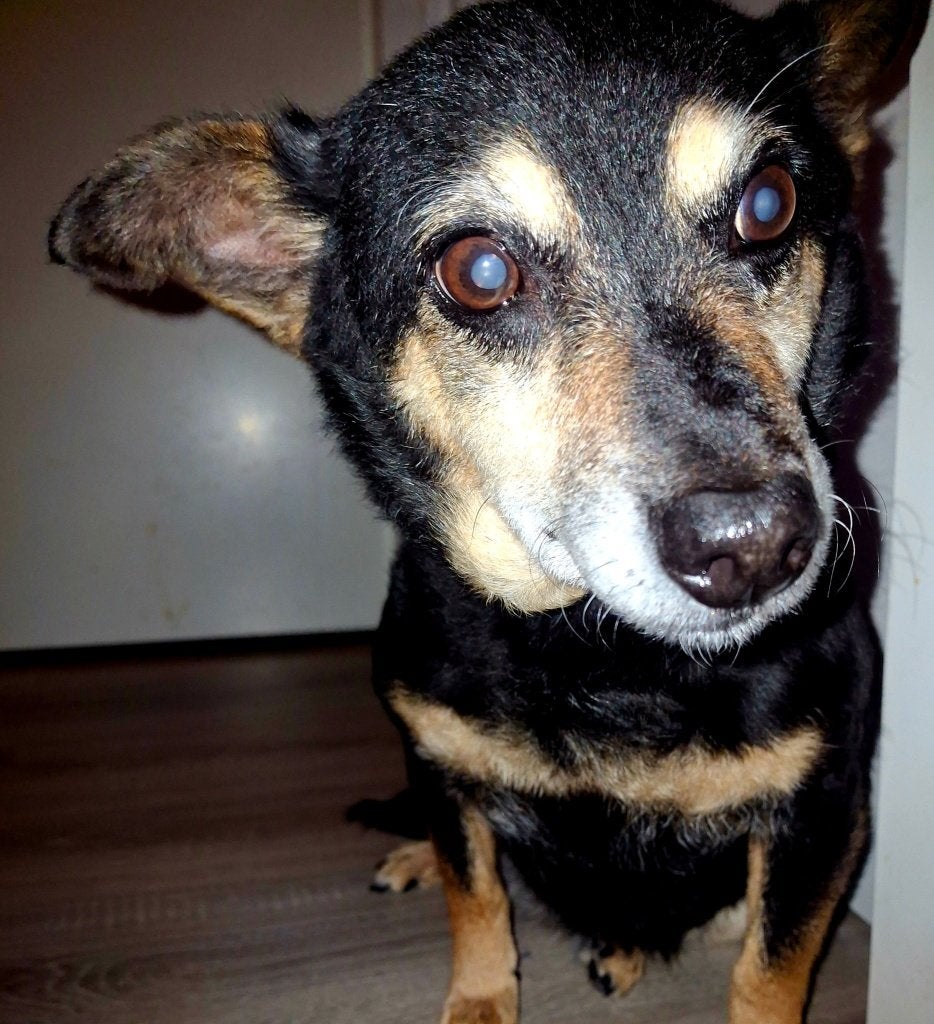 Zoë vrouwtjes hond gratis mee naar rustige baas, Dieren en Toebehoren, 6 jaar of ouder, Jack Russell Terriër, Teef, Eén hond