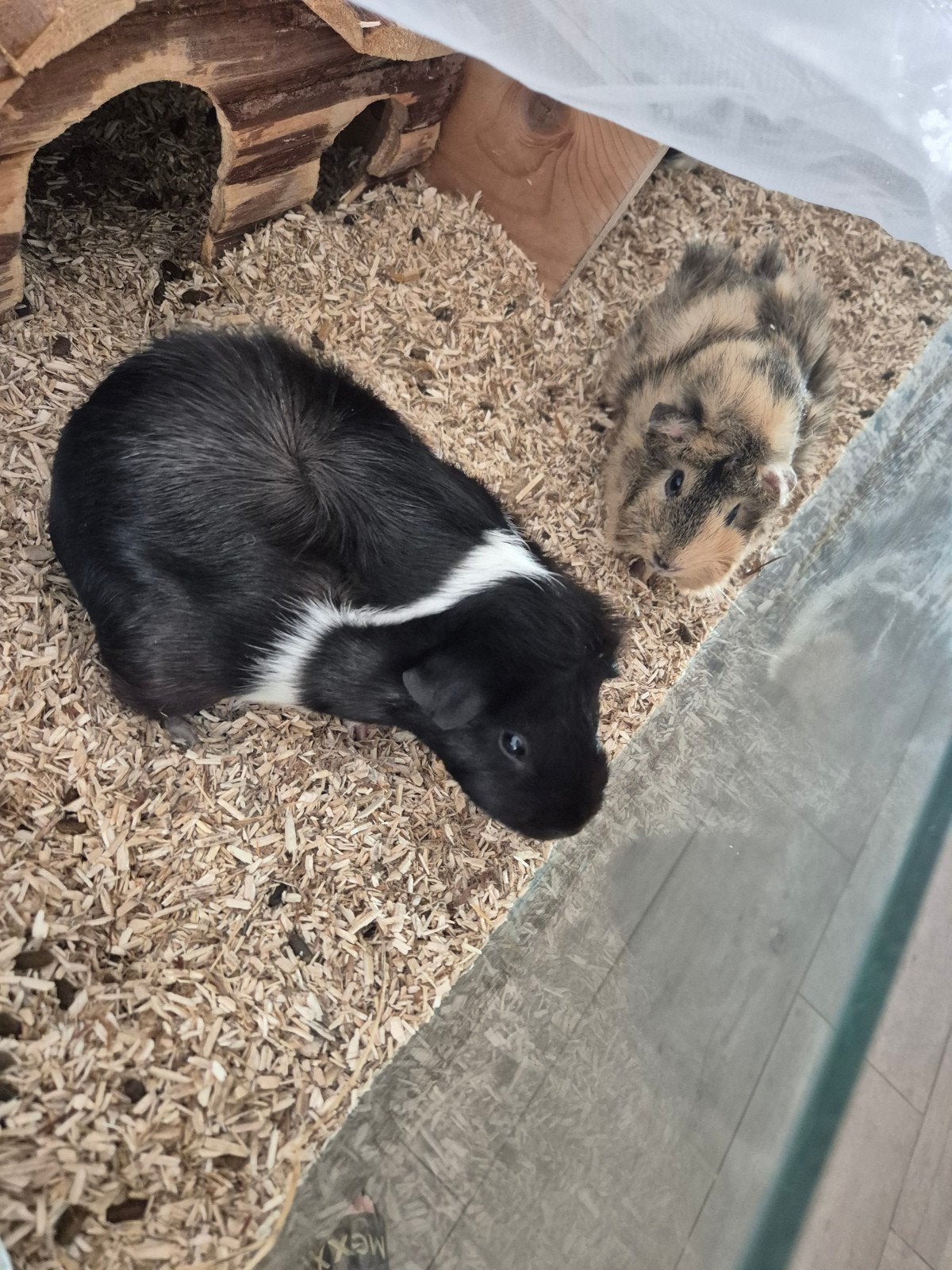 8 cavia's zoeken een goed thuis, Dieren en Toebehoren, Knaagdieren, Meerdere dieren, Tam, Maart, Cavia