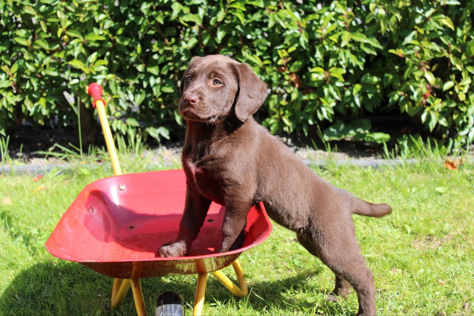 Prachtige Friese Stabij x Labrador pups, Dieren en Toebehoren, Parvo, Overige rassen, 8 tot 15 weken, Meerdere
