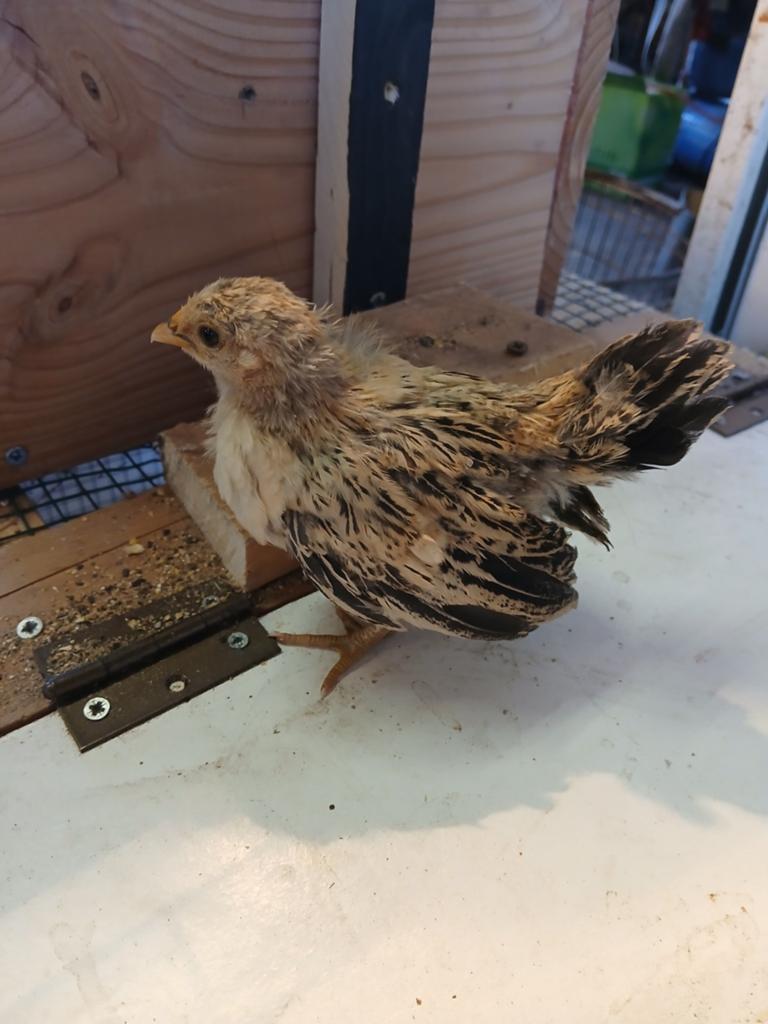 Mooie hollandse krielen, Dieren en Toebehoren, Pluimvee, Meerdere dieren, Kip