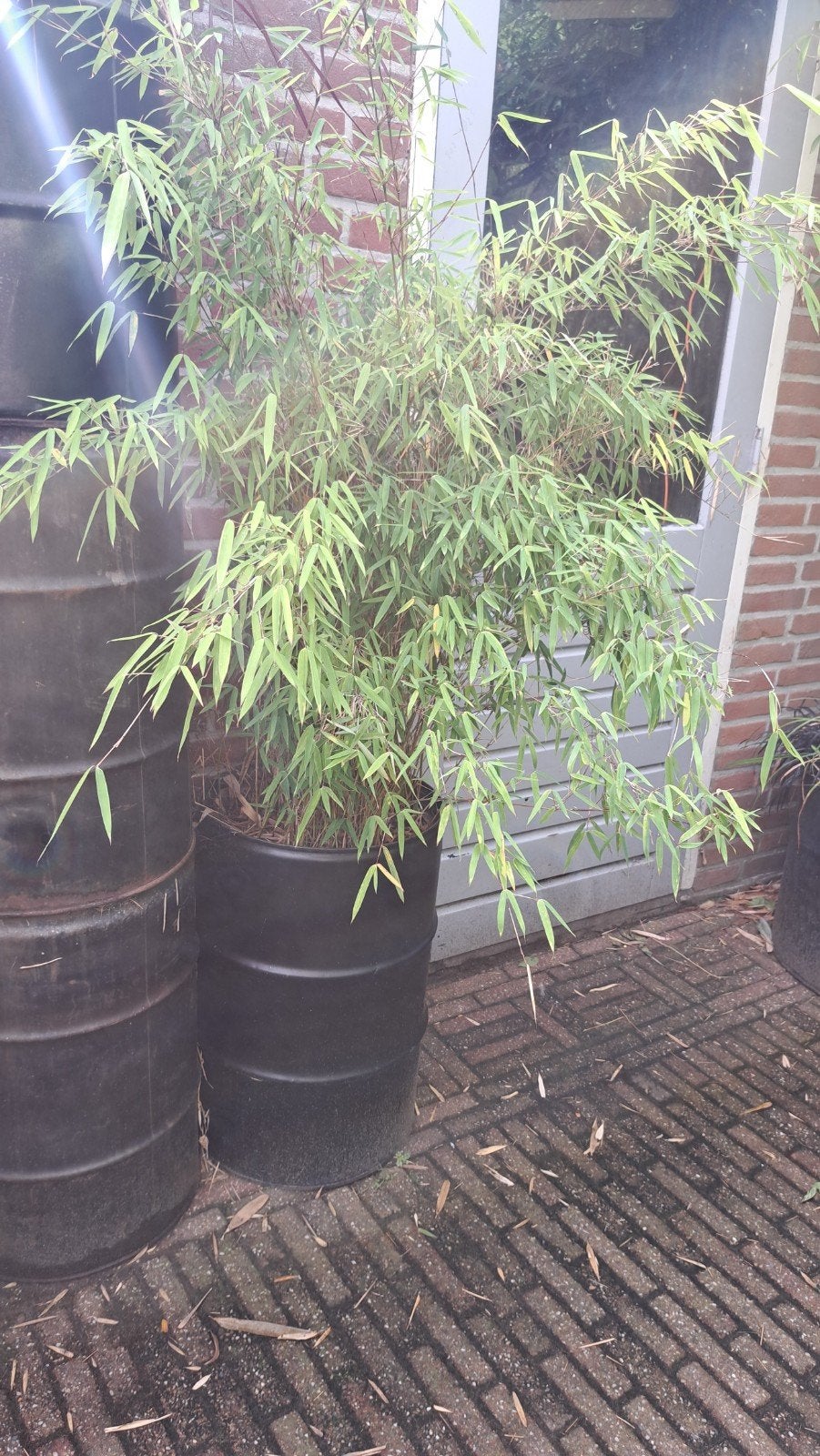bamboe bamboe, Tuin en Terras, Planten | Bomen, Ophalen, Bloeit niet, Halfschaduw, Overige soorten