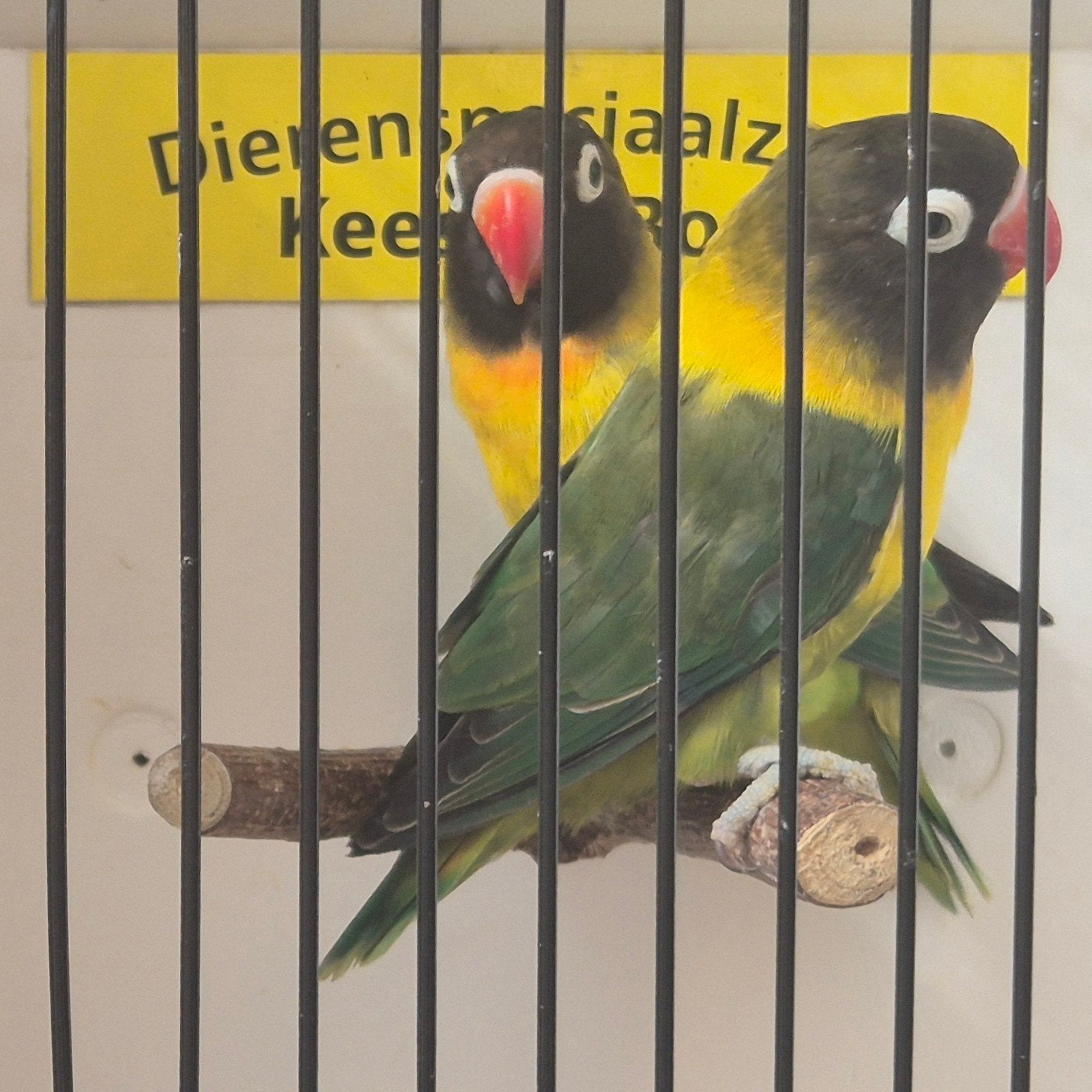 Jonge agapornis personata