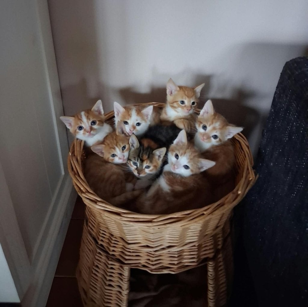 Jonge kittens, Meerdere dieren, Ontwormd, 0 tot 2 jaar