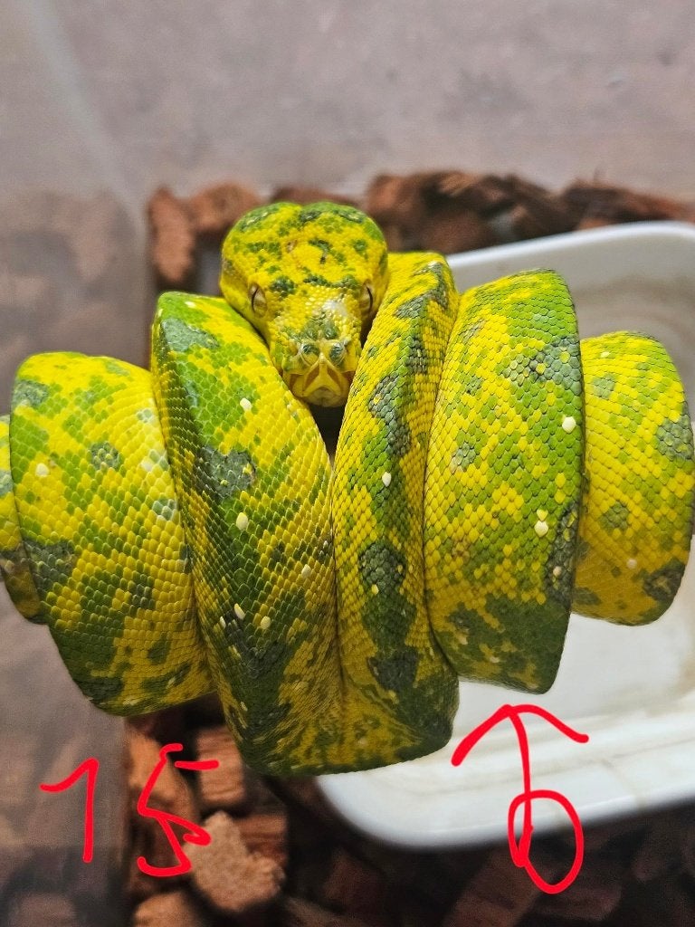 Morelia viridis azurea biak 2024 Green Tree Python photo 3