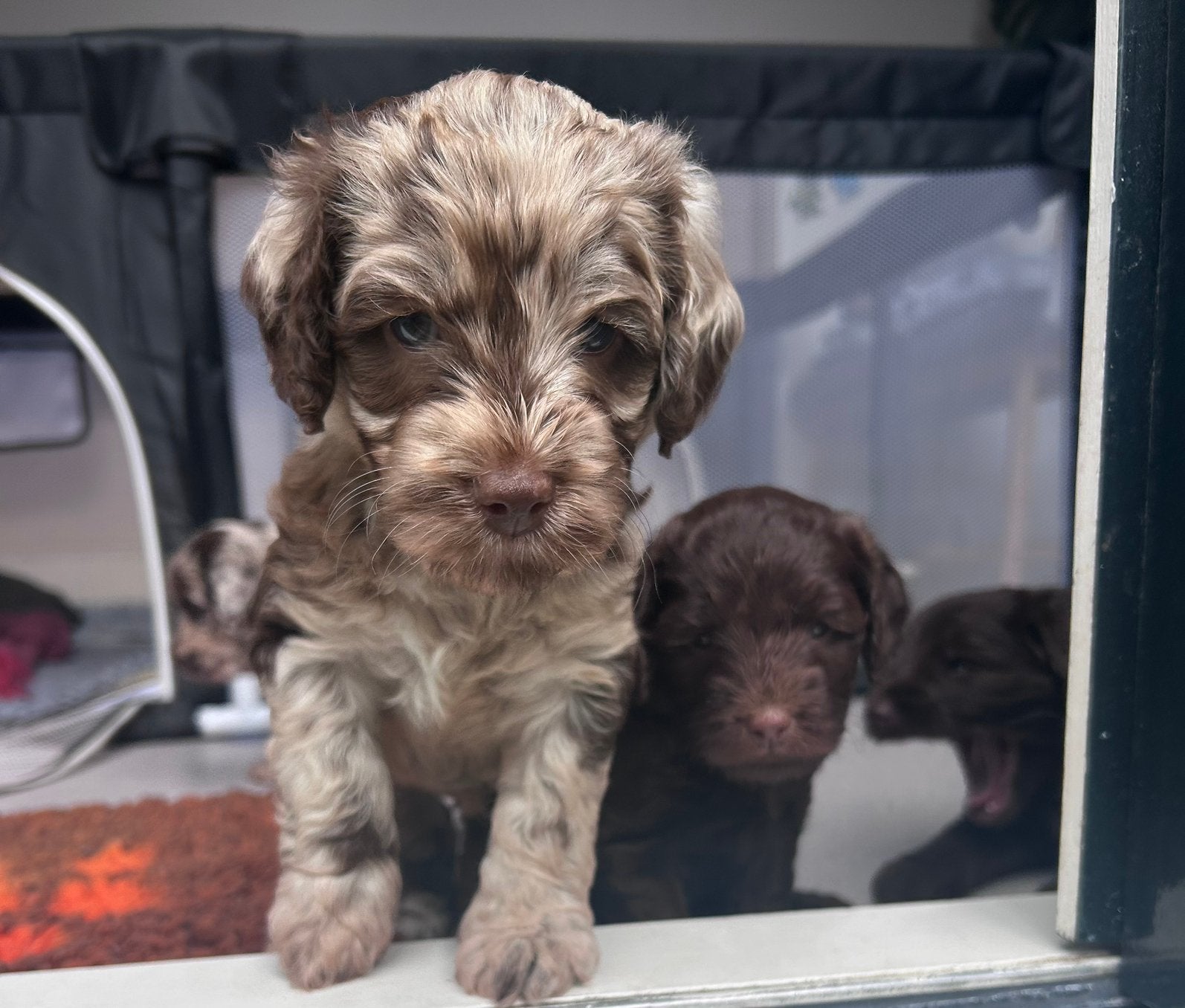 Medium labradoodle pups - choco merle & choco, Dieren en Toebehoren, Honden | Retrievers, Spaniëls en Waterhonden, Parvo, Overige rassen