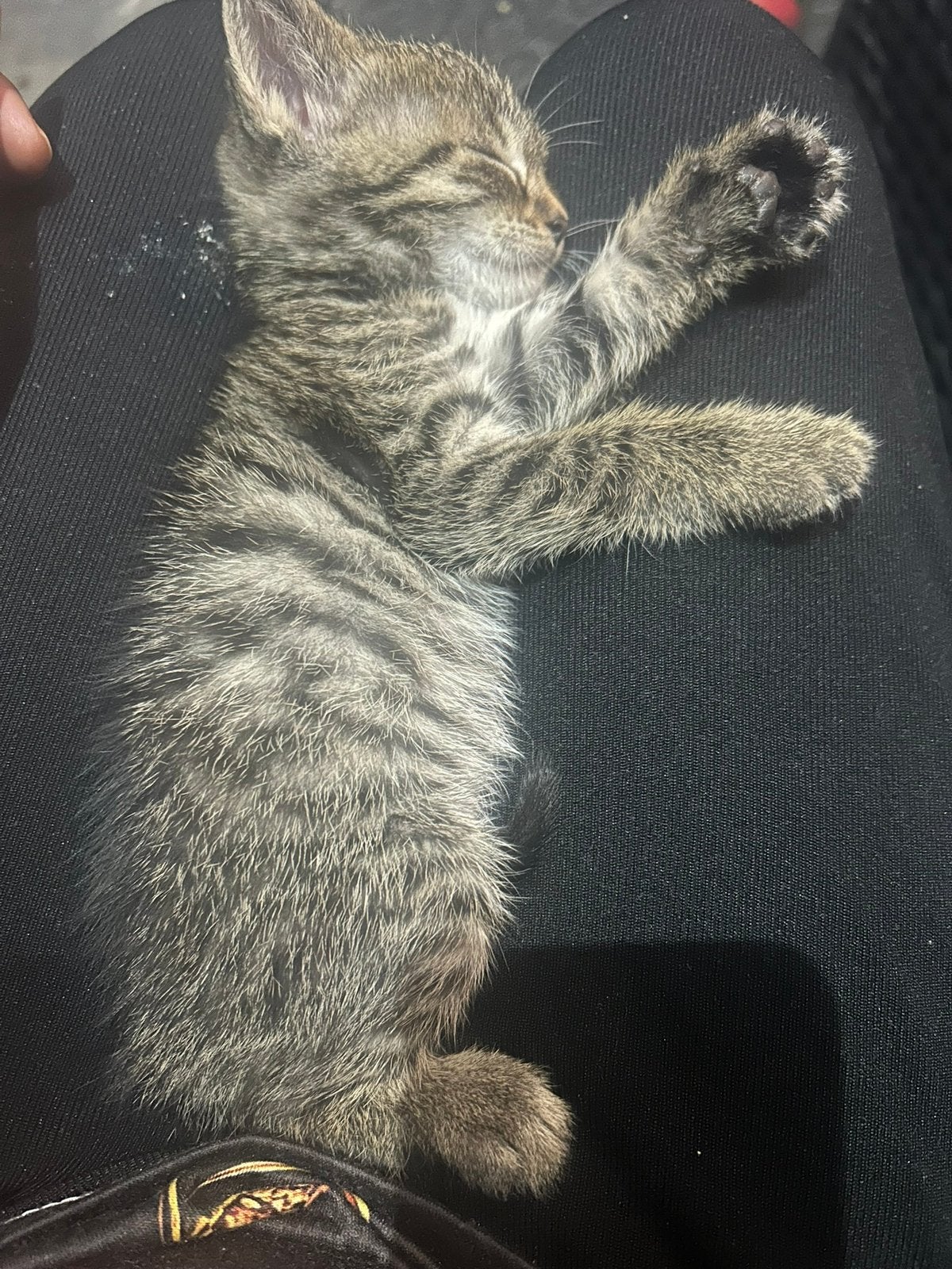 Kitten te koop, Kater