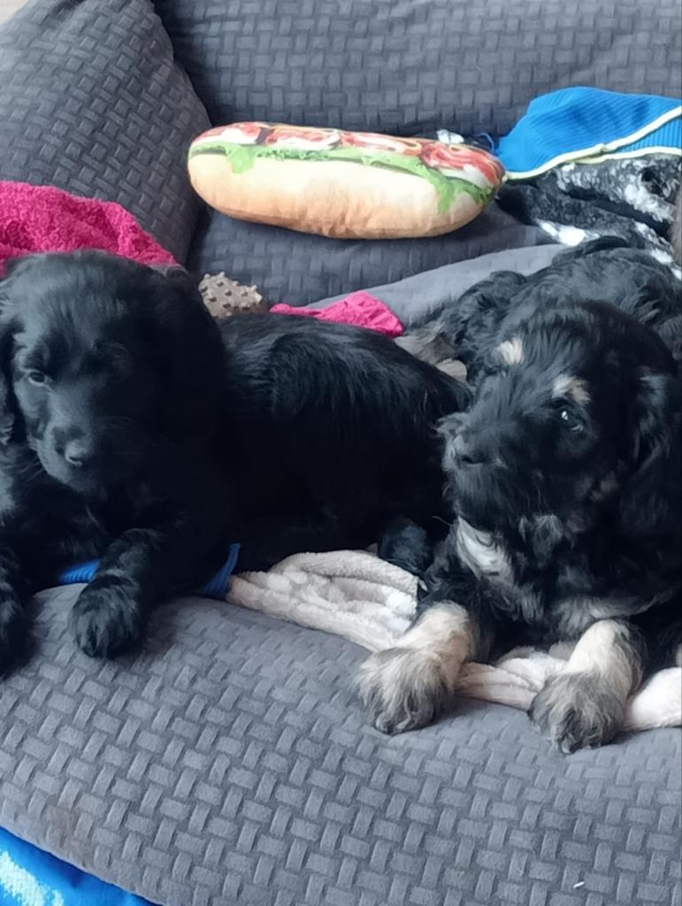 Labradoodle pups, Overige rassen, 8 tot 15 weken, Meerdere, Meerdere dieren