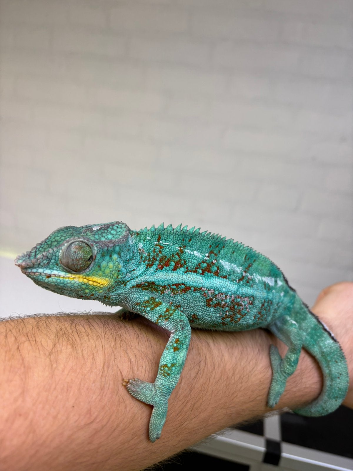 Prachtige super tamme panterkameleon man Chameleon - male for sale from alex