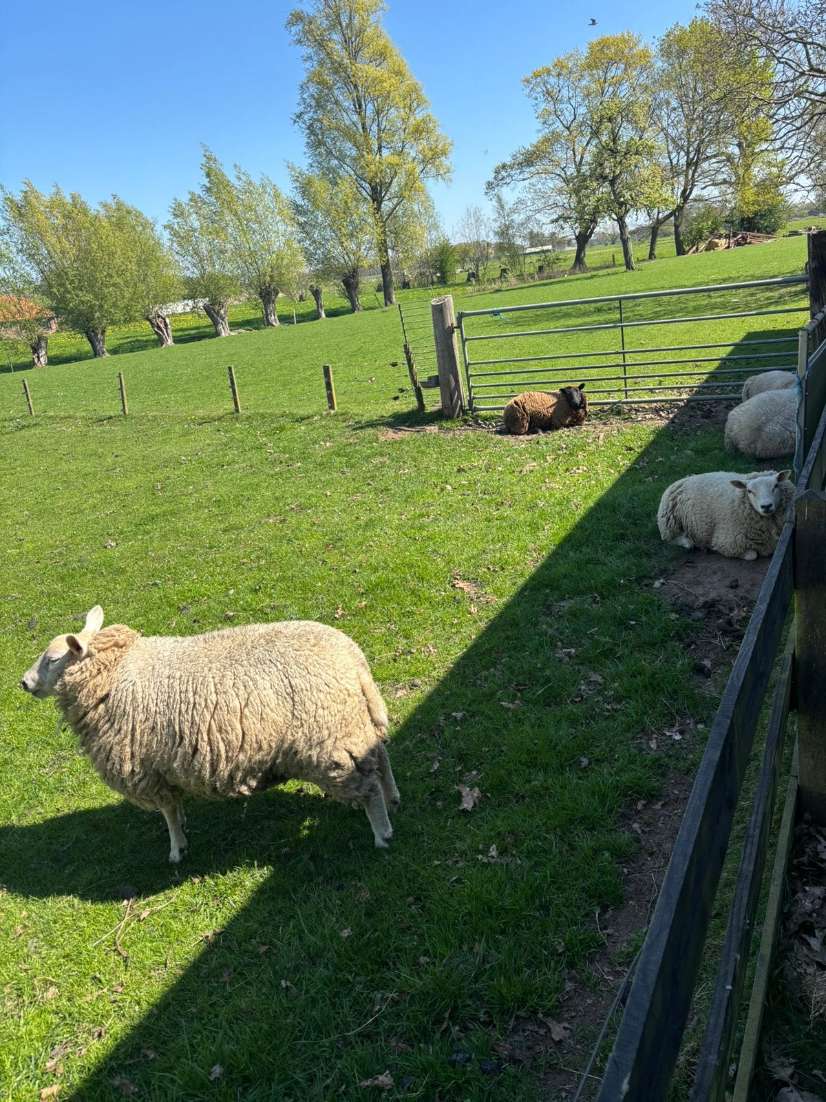 Schapenwol te koop voor gebruik in tuin, Dieren en Toebehoren, Meerdere dieren, Schaap