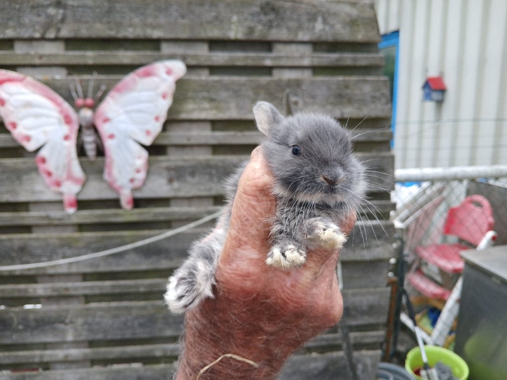 Dwergkonijntjes te koop, Dieren en Toebehoren, Konijnen, Meerdere dieren, Dwerg, 0 tot 2 jaar