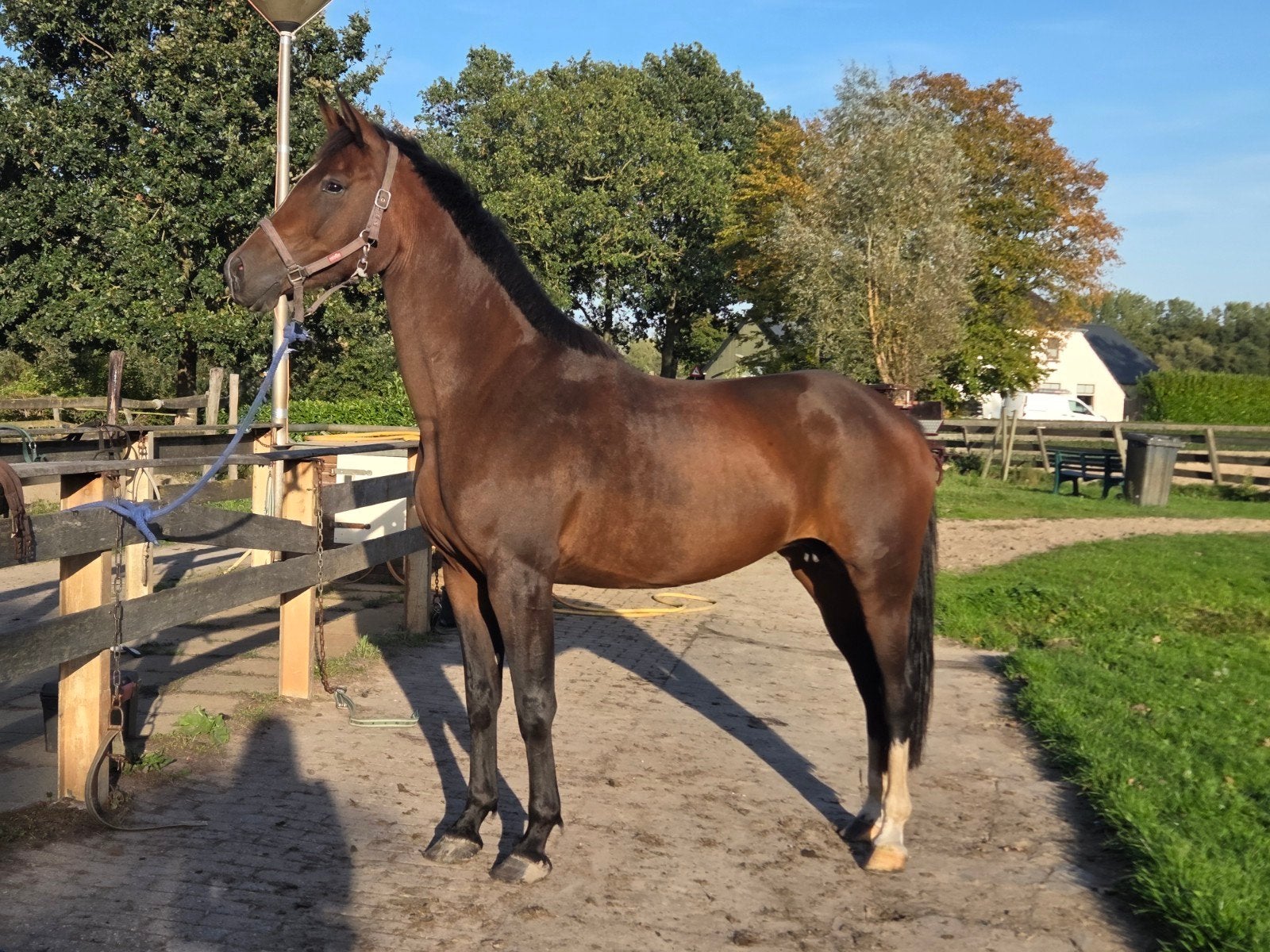 Knappe merrie, Dieren en Toebehoren, Merrie, B, Dressuurpaard, 3 tot 6 jaar