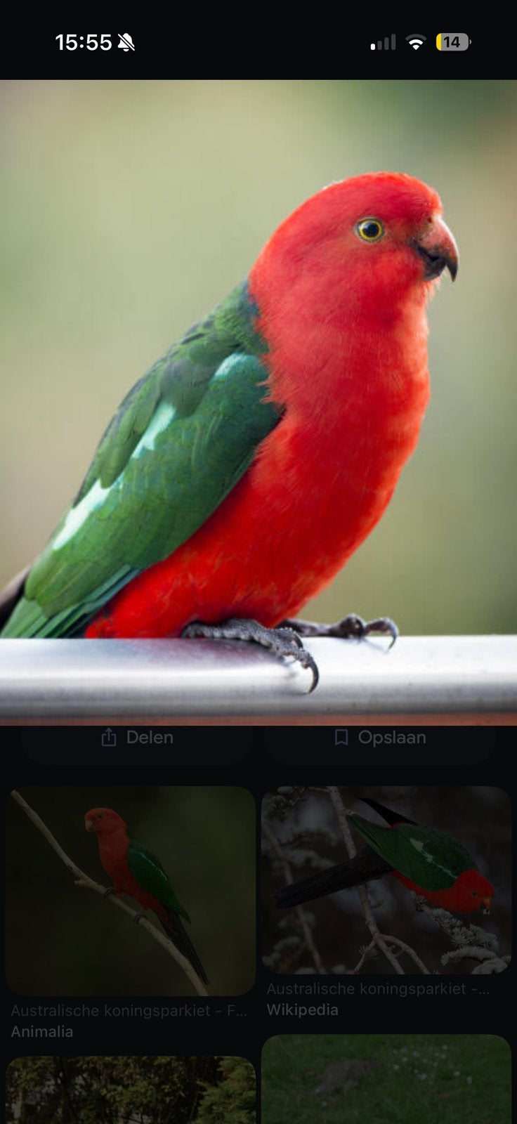 Gezocht koningsparkiet man, Dieren en Toebehoren, Mannelijk, Parkiet