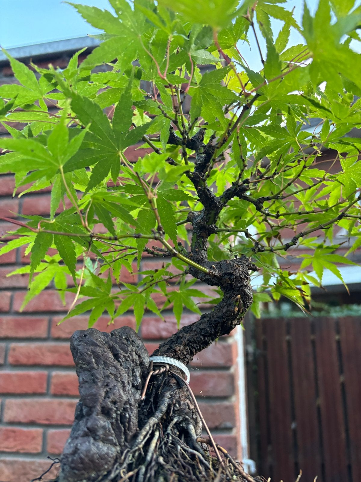 Japanse esdoorn Arakawa Bonsai, Overige soorten, Vaste plant, Ophalen of Verzenden, Bloeit niet