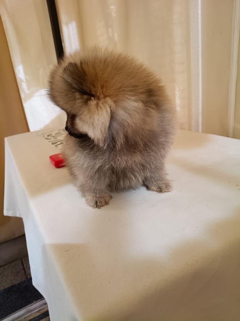 Pomeriaan pups meisje super mooi!!, Dieren en Toebehoren, Keeshond, Teef, Meerdere, Nederland