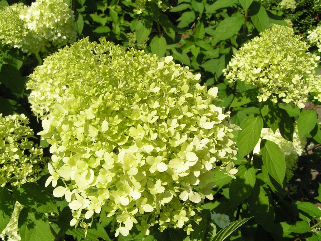 Pluimhortensia Limelight, Vaste plant, Halfschaduw, Zomer, Ophalen