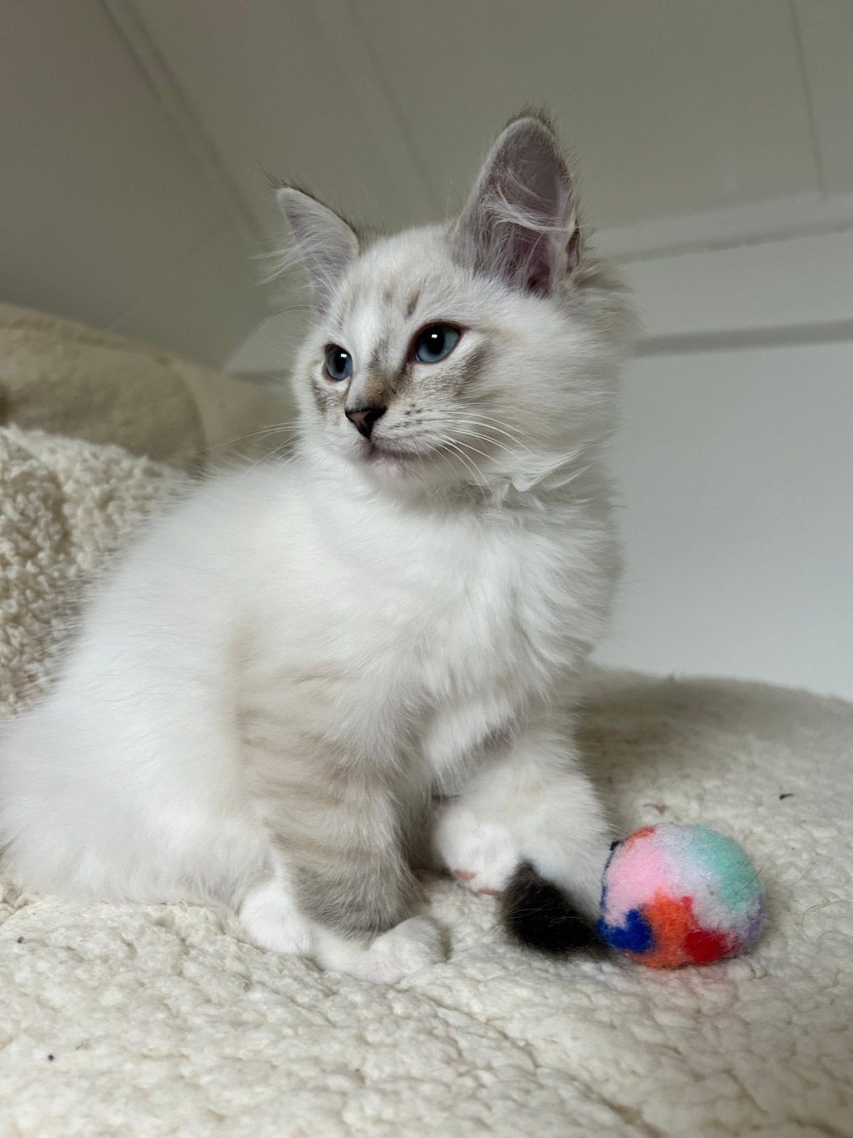 Nog 2 prachtige Ragdoll kittens mogen verhuizen, Kater, Ontwormd, 0 tot 2 jaar