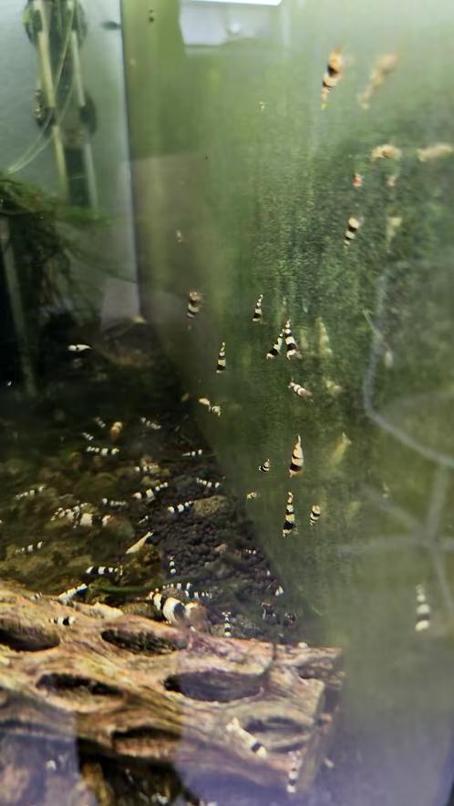 Crystal black garnalen in kweek, Kreeft, Krab of Garnaal