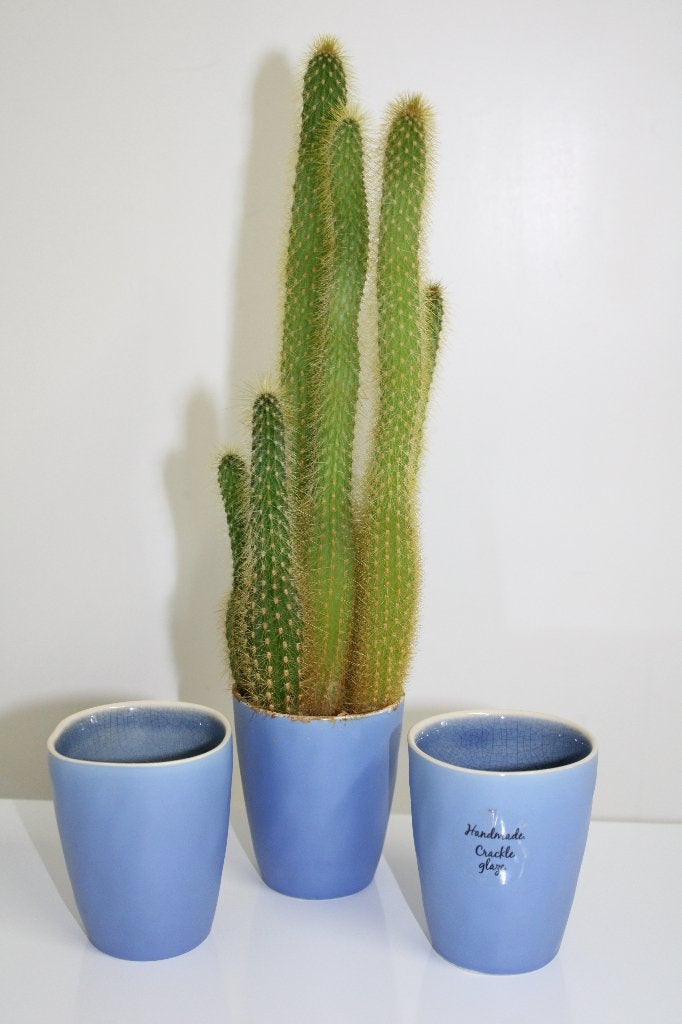 Apenstaart cactus + cactuspotjes Cleistocactus winteri subs., Ophalen of Verzenden, Minder dan 100 cm, Bloeiende kamerplant, Volle zon