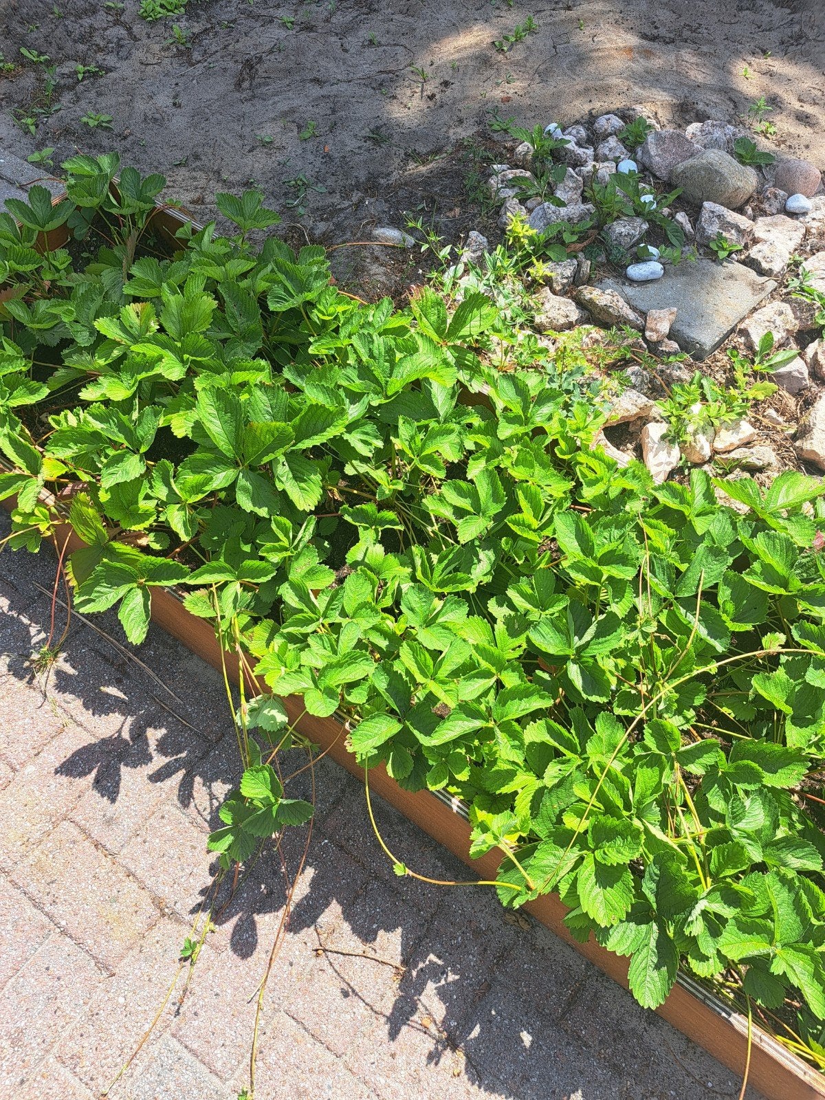 Aardbeien planten, Tuin en Terras, Ophalen, Minder dan 100 cm, Overige soorten, Zomer