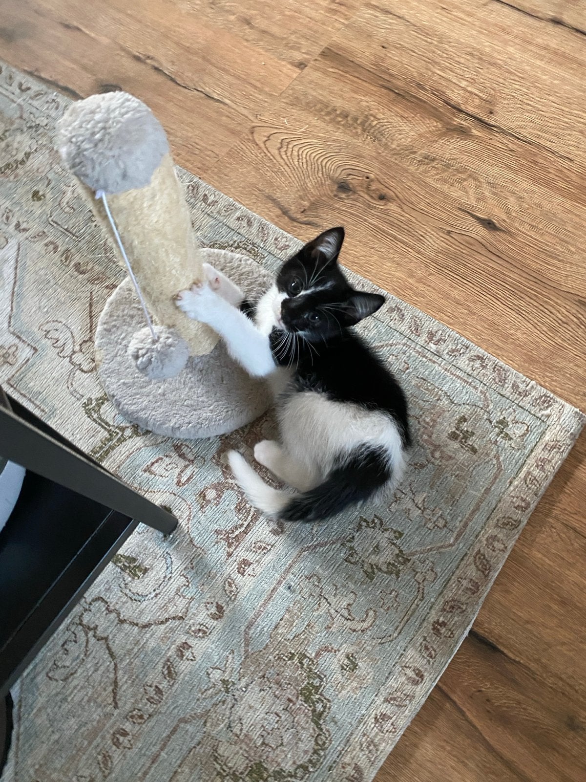 3 lieve speelse kittens katertje is al weg
