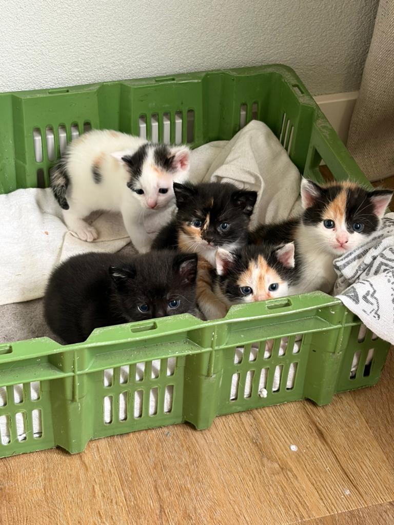 3 lieve kittens te koop, geb 23 apr, vrouwtjes, Dieren en Toebehoren, Katten en Kittens | Overige Katten, Poes, Kortharig, 0 tot 2 jaar