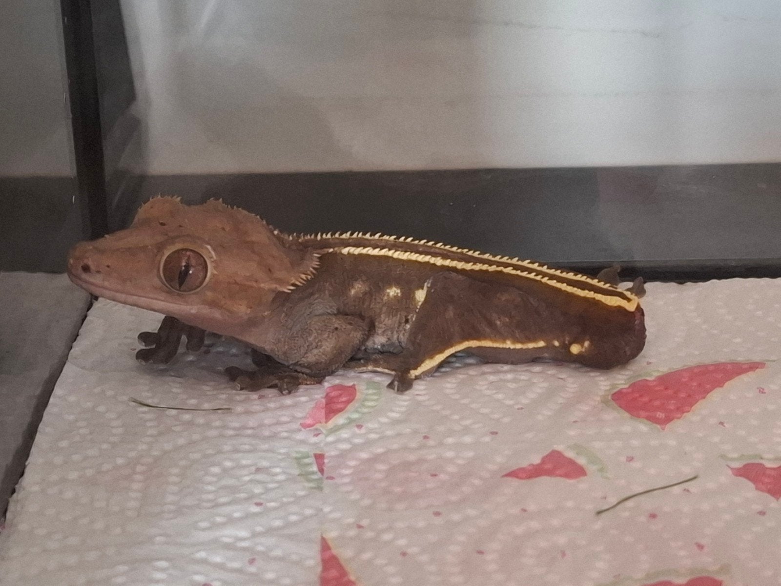 wimper gekko moet weg, Dieren en Toebehoren, Reptielen en Amfibieën, Hagedis, 7 tot 10 jaar