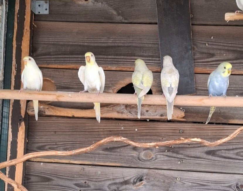 Grasparkietjes, Dieren en Toebehoren, Meerdere dieren