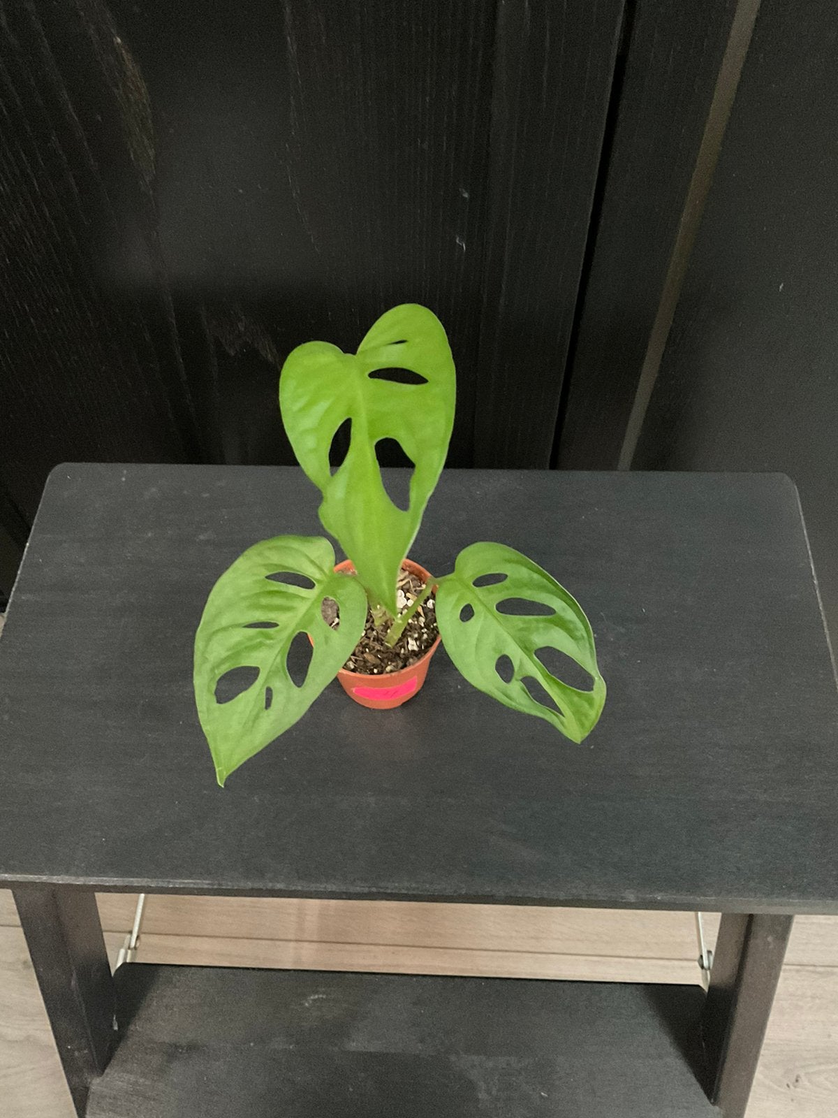 Monstera adasonii stekje 4, Ophalen, Overige soorten, Halfschaduw, Minder dan 100 cm