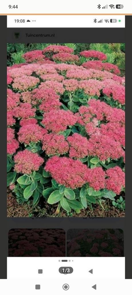 2 Jonge Sedum sleutelbloem plantjes - Sterke stekjes, Ophalen, Bodembedekkers, Volle zon, Vaste plant