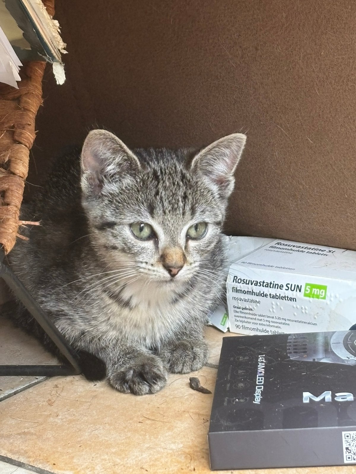 Lief zelfstandig poesje zoekt haar eigen thuis, Dieren en Toebehoren, Poes, Kortharig, 0 tot 2 jaar