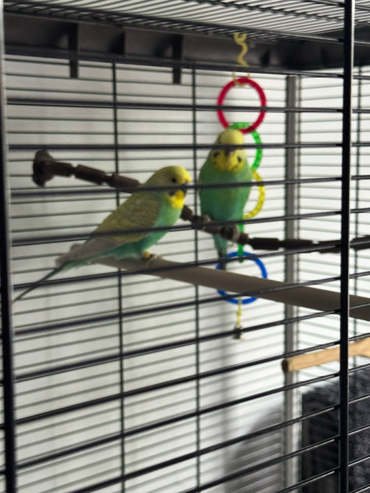 Te koop twee grasparkieten met kooi, Dieren en Toebehoren, Meerdere dieren, Parkiet