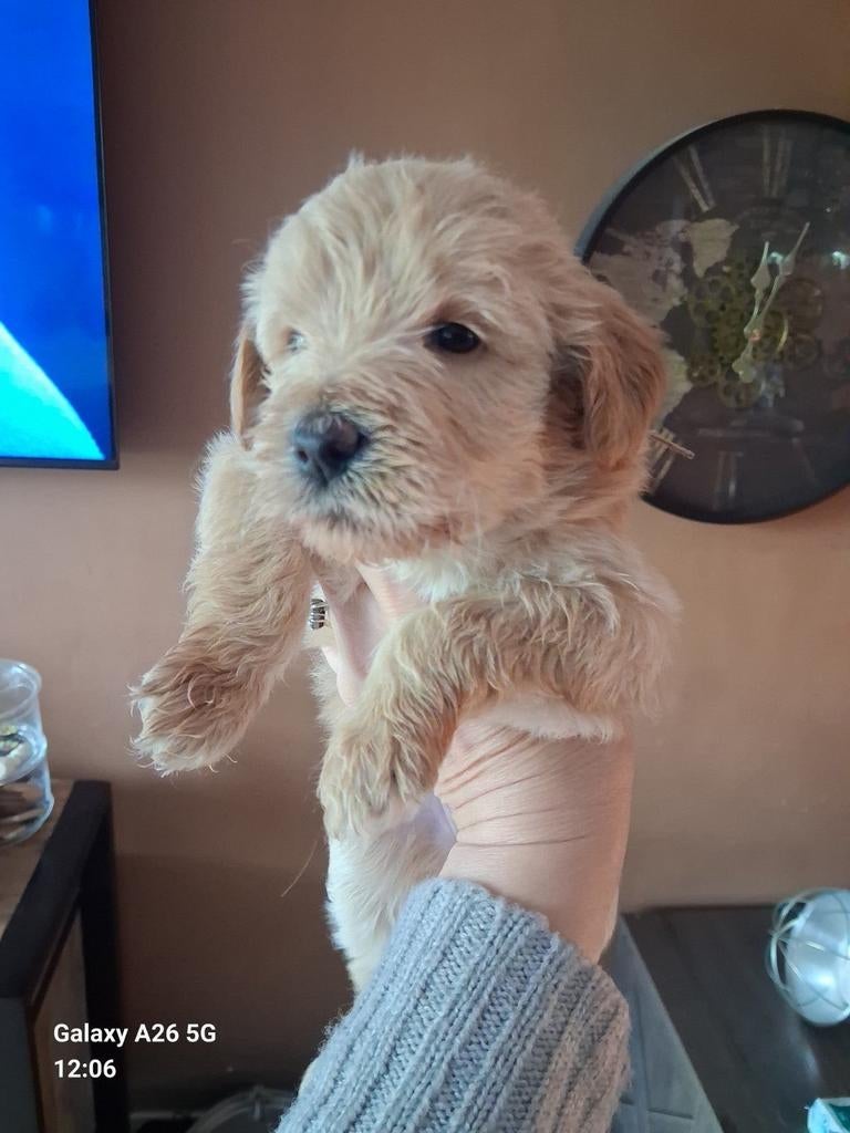 Prachtige medium Labradoodles, Dieren en Toebehoren, Honden | Niet-rashonden, Middel, Meerdere dieren, Particulier, Meerdere, Nederland