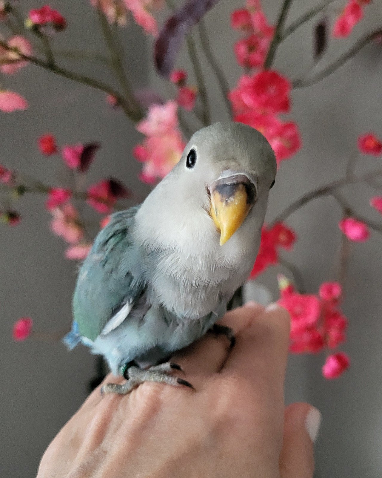 Super tamme agapornis roseicolli pop met dna, Dieren en Toebehoren, Vrouwelijk, Dwergpapegaai of Agapornis, Geringd