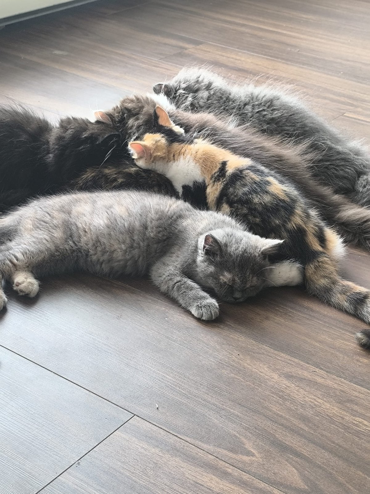 Kittens, Dieren en Toebehoren, Katten en Kittens | Overige Katten
