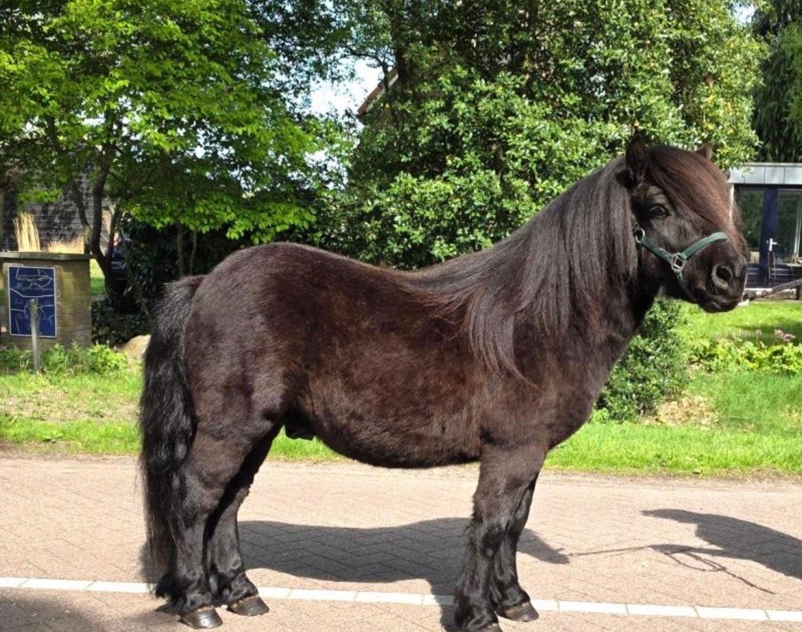 Shetlander hengst gezocht een mooi plekje, Stalling