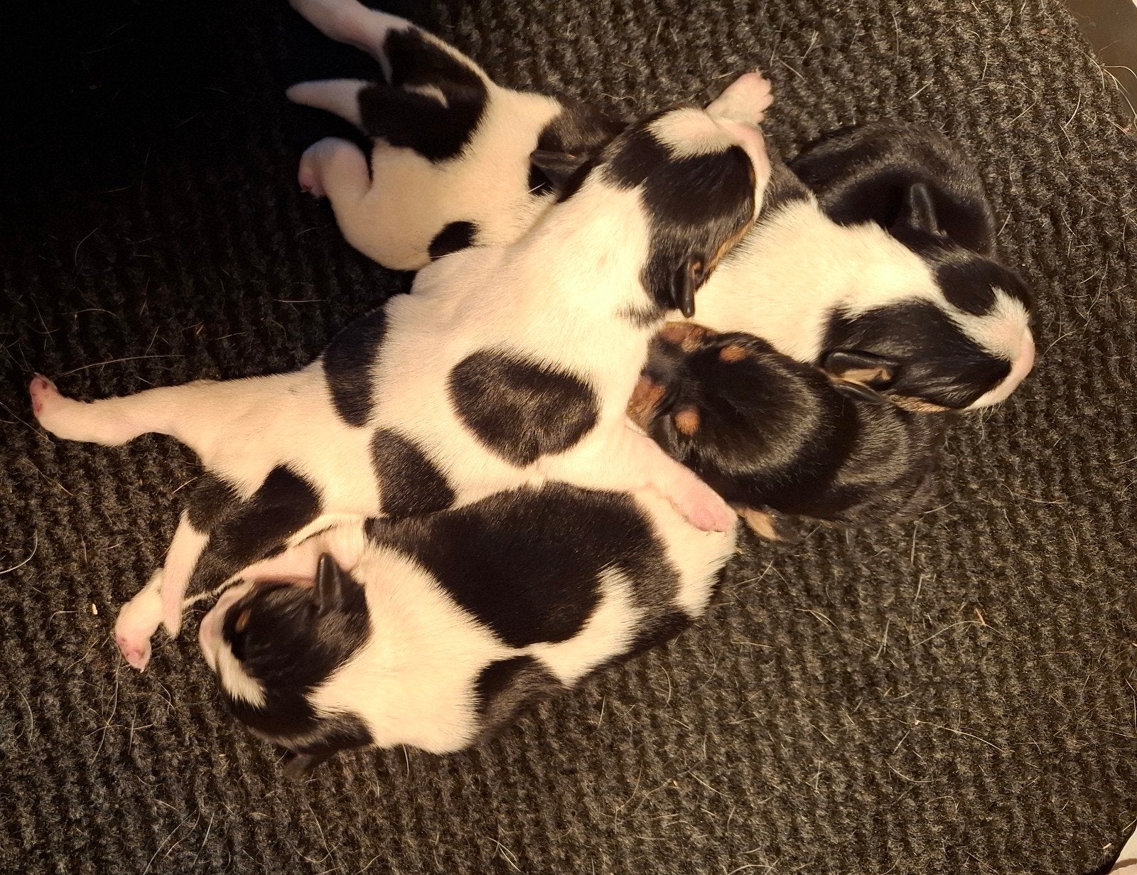 Ontzettend lieve en knappe Boerenfox pups, Parvo, Overige rassen, 8 tot 15 weken, Meerdere