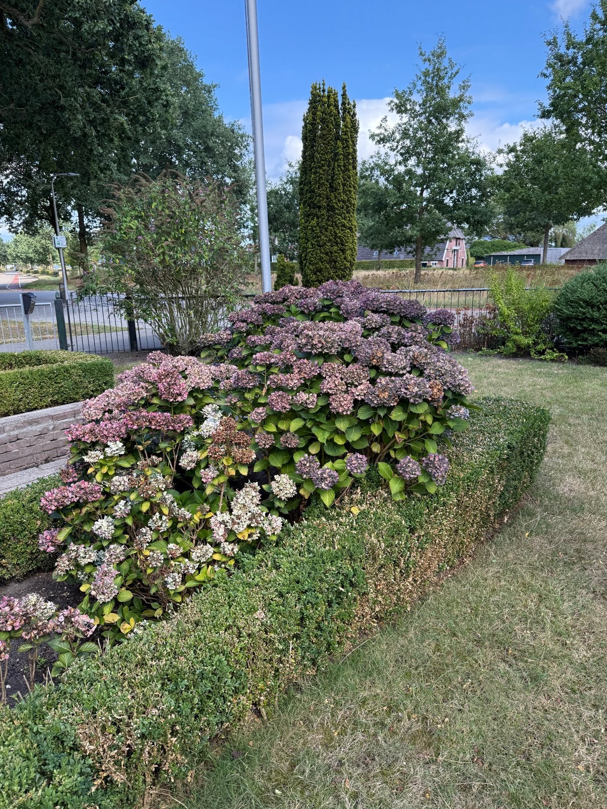 Prachtige Hortensia's en diverse tuinplanten, Vaste plant, Halfschaduw, Zomer, Ophalen