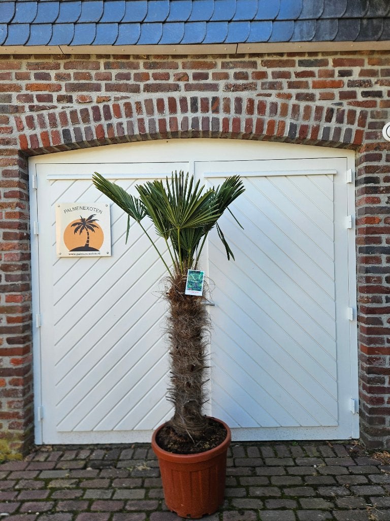 AANBIEDING: TRACHYCARPUS WAGNERIANUS ( WAGNERPALM ).  , Tuin en Terras, In pot, Halfschaduw, Ophalen of Verzenden, 100 tot 250 cm