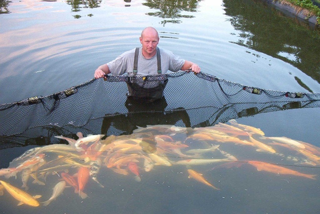 Wij vangen bijna elke week nieuwe vissen., Karper of Koi